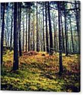 Forest In Cumbria Canvas Print