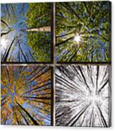 Four Seasons Forest Canvas Print