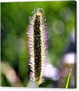 Foxtail On The Morning Sun Canvas Print