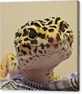 Freckles The Smiling Leopard Gecko Canvas Print