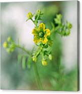 Fringed Rue Or Ruta Chalepensus Canvas Print