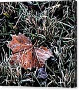 Frosted Leaf Canvas Print