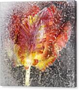 Frozen Tulip 3 Canvas Print
