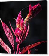 Fuchsia Plant Ii Canvas Print