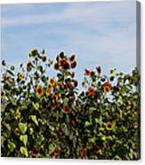 Gaillardia On Parade Canvas Print