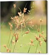 Garden Grass From A Different Angle, By Canvas Print