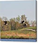 Geese Flying Canvas Print