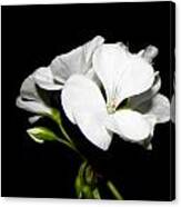 Geranium White Canvas Print