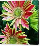 Gerber Daisies Canvas Print