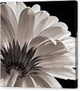 Gerbera Daisy In Black And White Canvas Print