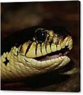 Giant Hognose Snake 2 Canvas Print