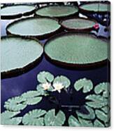 Giant Lily Pads And Small Lilies Canvas Print
