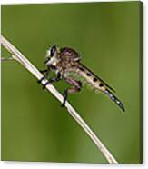 Giant Robber Fly - Promachus Hinei Canvas Print