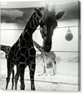 #giraffe At #bronx #zoo #black #white Canvas Print