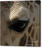 Giraffe Eye Canvas Print