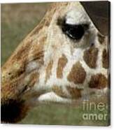 Giraffe Facial Shot Canvas Print