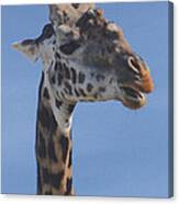 Giraffe Headshot Canvas Print