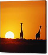 Giraffe Herd (giraffa Camleopardalis) Sunset, Silhouette Canvas Print
