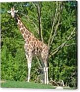 #giraffe #lincolnparkzoo #free #chicago Canvas Print