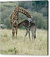 Giraffe Love Canvas Print