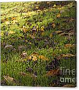 Glowing Autumn Day Canvas Print