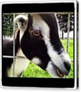 #goat #fence #chew #igs #igers #igdaily Canvas Print