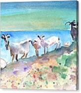 Goats In Agia Galini Canvas Print