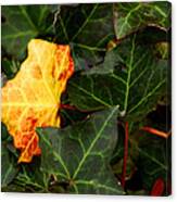 Golden Ivy Canvas Print