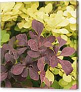 Golden Japanese Barberry Leaves Canvas Print