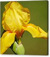 Golden Yellow Iris Canvas Print