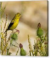 Goldfinch On Lookout Canvas Print