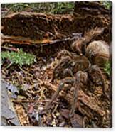 Goliath Birdeating Spider Surinam Canvas Print