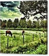 #goodmorning #horses And All My Ig Canvas Print