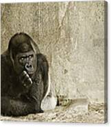 Gorilla In Thought Canvas Print