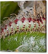 Gossamerwinged Butterfly Caterpillar Canvas Print