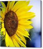 Graceful Sunflower Canvas Print