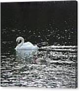Graceful Swans Canvas Print
