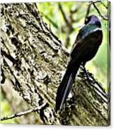 Grackle 1 Canvas Print