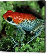 Granular Poison Dart Frog Dendrobates Canvas Print
