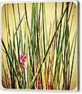 Grasses Canvas Print