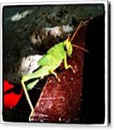#grasshopper, #green, #insect, #summer Canvas Print