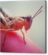 #grasshopper #macroconnect Canvas Print