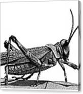 Grasshopper Canvas Print
