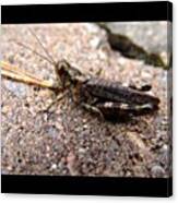 #grasshopper #unedited #untouched Canvas Print