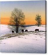 Grazing Cattle In Winter Canvas Print