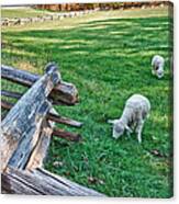 Grazing Farm Animals At Booker T. Washington National Monument Park Canvas Print