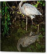 Great Blue Heron 1 Canvas Print