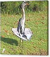 Great Blue Heron Cooling Down Canvas Print