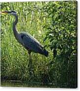 Great Blue Heron Waiting To Eat Canvas Print
