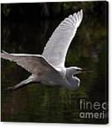 Great Egret Flying Canvas Print